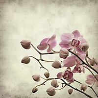 flowers-123