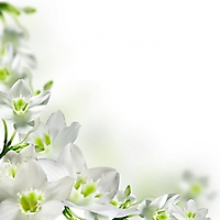 flowers-22