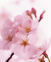 flowers-27