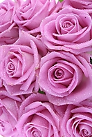 flowers-40