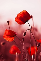 flowers-46
