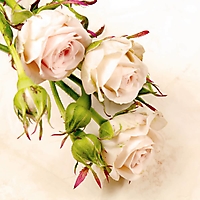 flowers-55