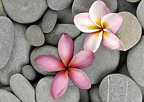 flowers-63