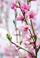 flowers-74