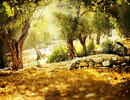 Природа