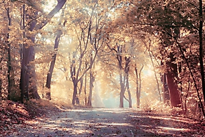 nature-67