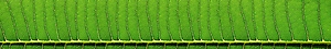 ArtSkinali-2660